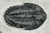 Cluster Of Four Kayserops Trilobites - Mrakib, Morocco #245301-1